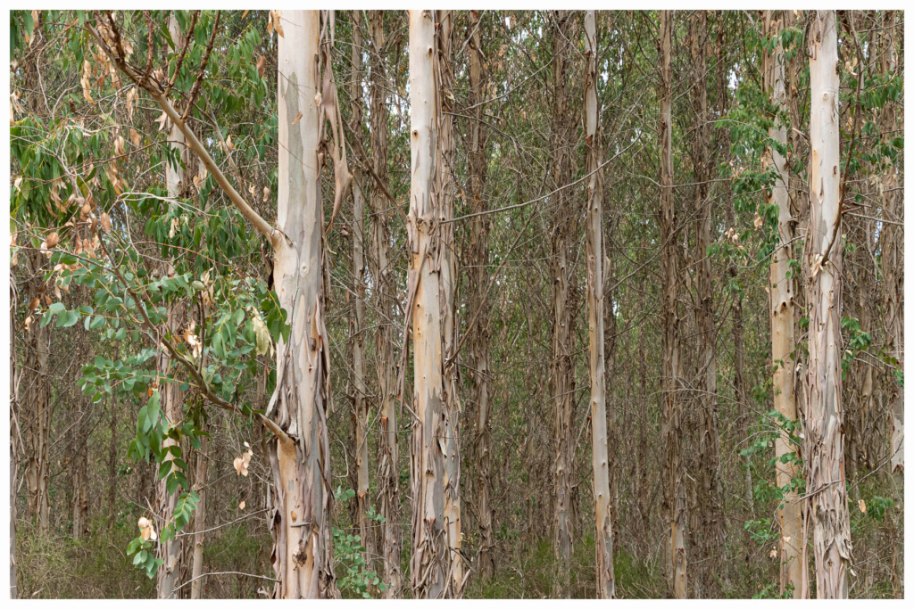 Eucalyptus  Eucaly10