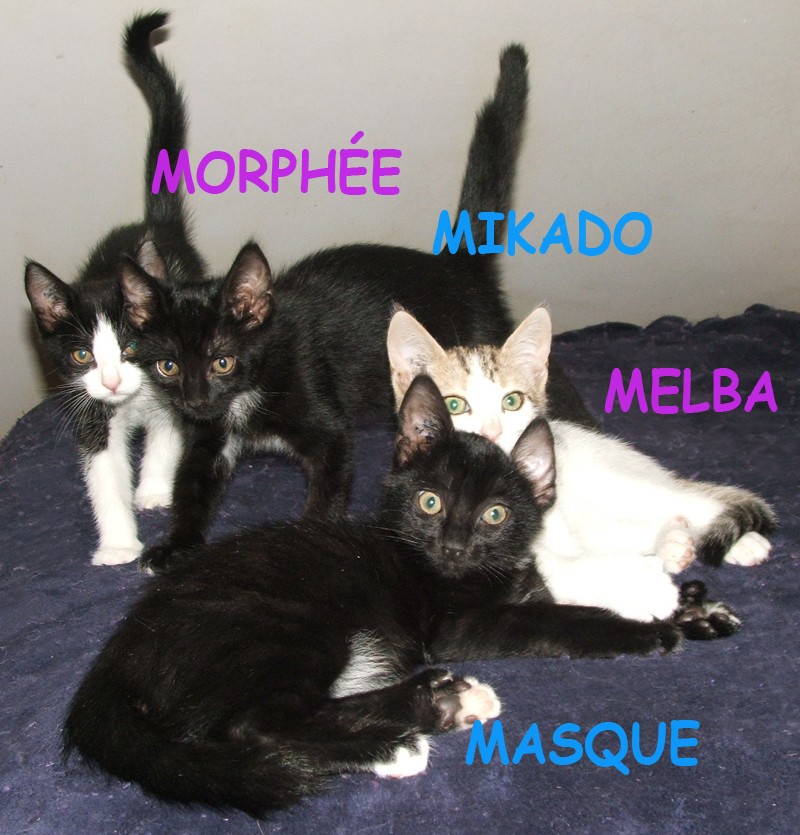 MELBA, MORPHEE, MIKADO, MISTRAL, MASQUE Groupe10