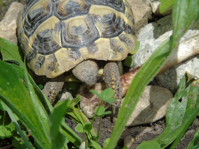 Testudo hermanni boettgeri - Page 3 Dsc00919