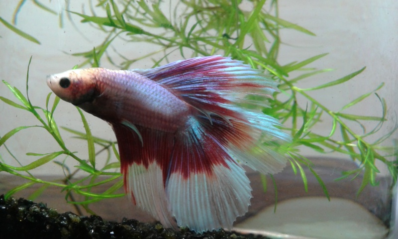 mes betta :) 20150617