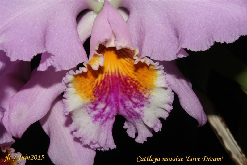 Cattleya mossiae 'Love Dream' Cattle17