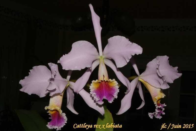 Cattleya rex x labiata Cattle31