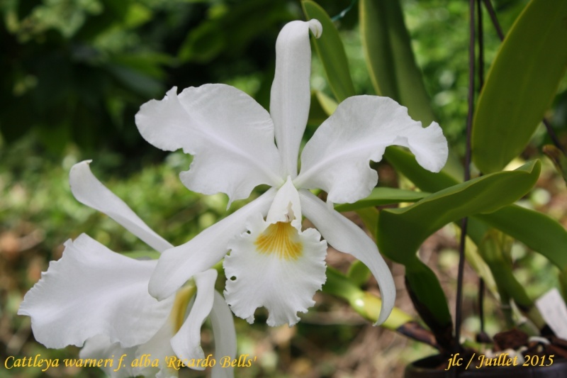 Cattleya warneri f. alba 'Ricardo Bells' Cattle37