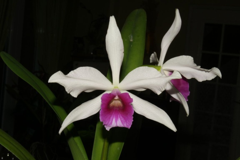 Cattleya purpurata f. roxo-bispo Cattle43