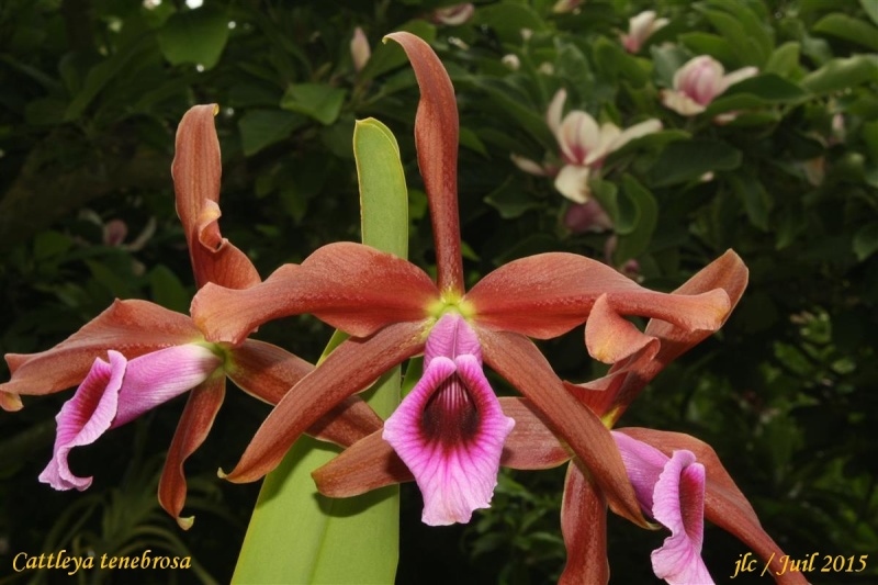 Cattleya (Laelia) tenebrosa Cattle50