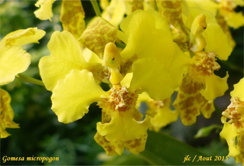 Gomesa (oncidium) micropogon Gomesa11