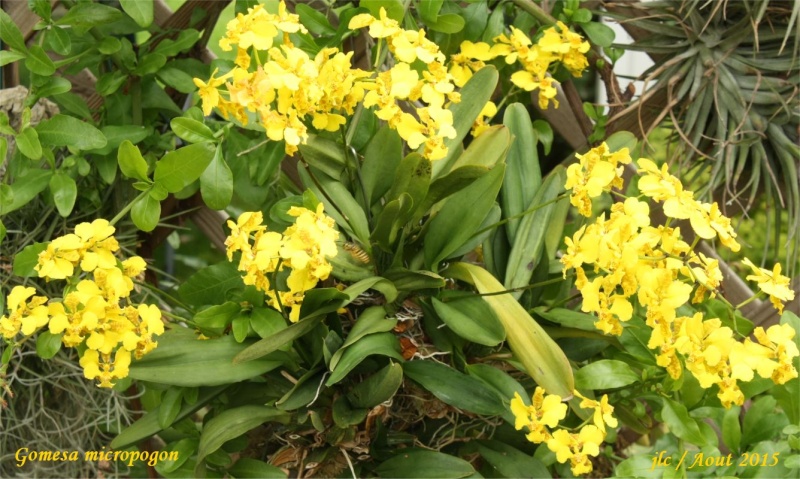 Gomesa (oncidium) micropogon Gomesa12