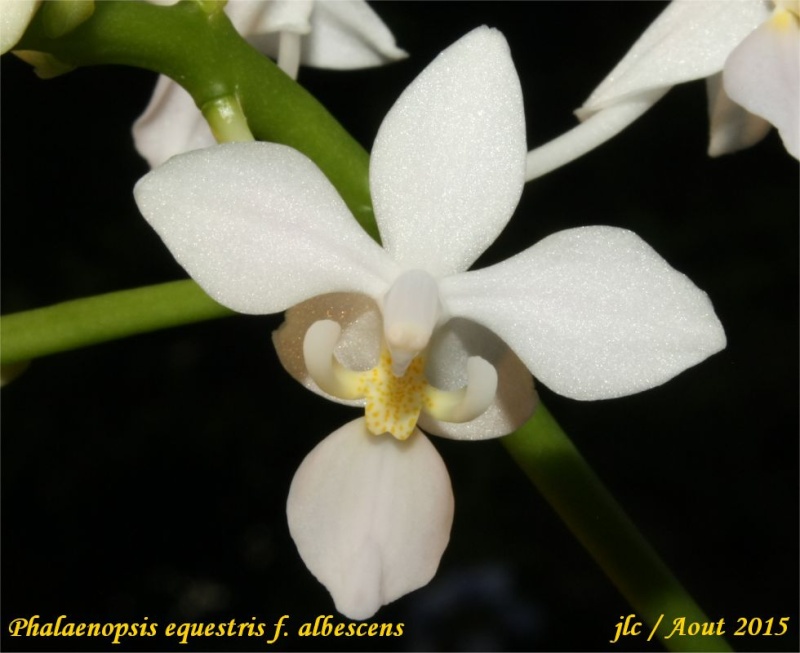 Phalaenopsis equestris f. albescens Phalae18