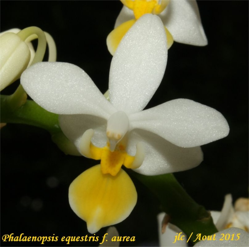 Phalaenopsis equestris f. aurea Phalae20