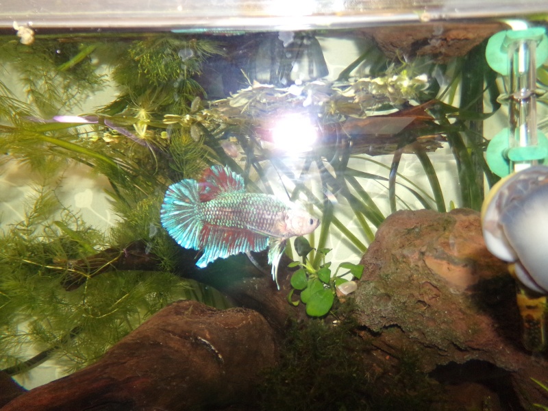 Betta de ma fille Aby , un plakat geant 100_1519