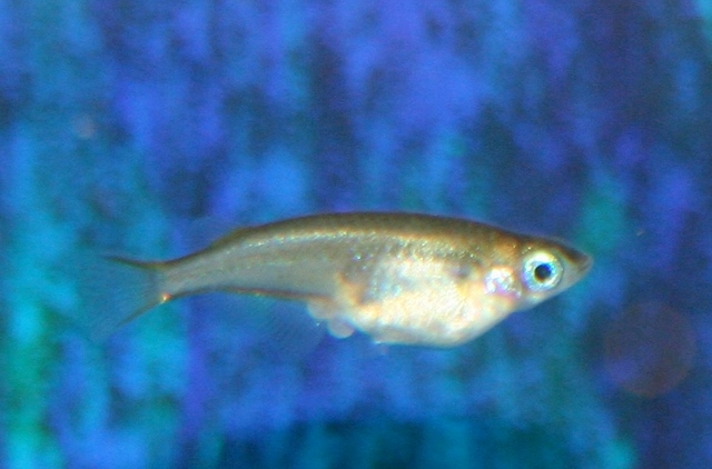 Article of the Month JUNE 2015 : Daisy's Ricefish (Oryzias woworae) Wowoeg10