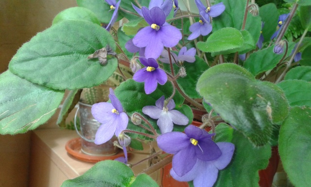 Les violettes africaines / violettes du cap(Saint Paulia). Entretien, espèces, des photos. 20150410