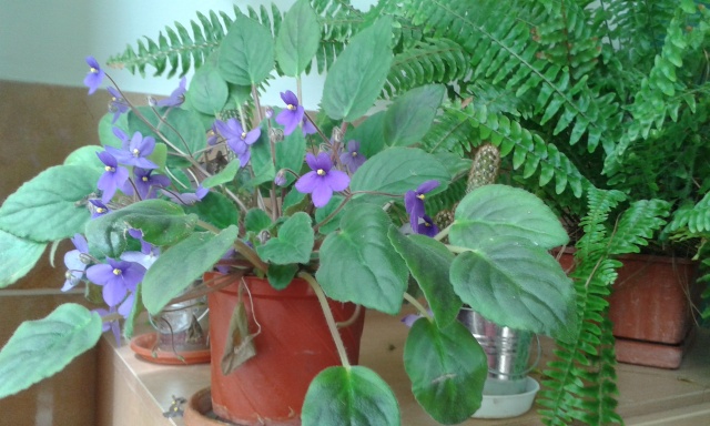 Les violettes africaines / violettes du cap(Saint Paulia). Entretien, espèces, des photos. 20150411