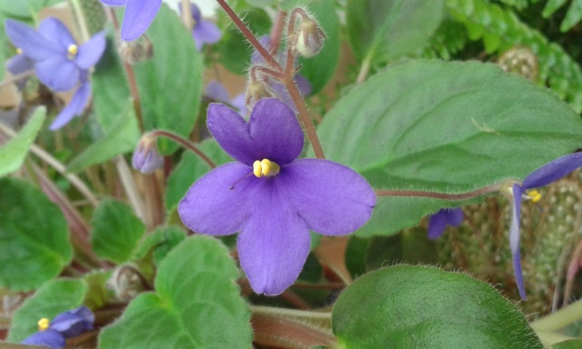 Les violettes africaines / violettes du cap(Saint Paulia). Entretien, espèces, des photos. 20150412