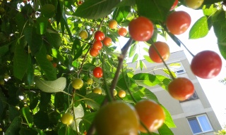 La récolte des fruits 20150611