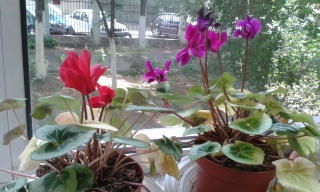 Nos cyclamens: culture, entretien, multiplication, arrosage - Page 2 20150612