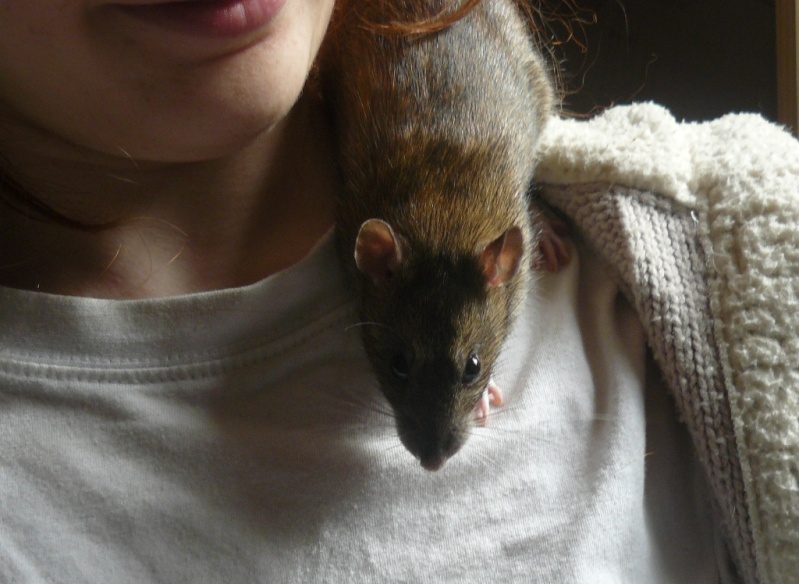 URGENT! Recherche adoptants pour sauvetage de plus de 30 rats - Page 3 610