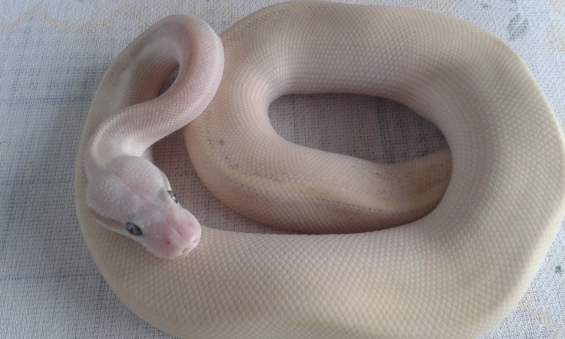 Quelque python 20150312