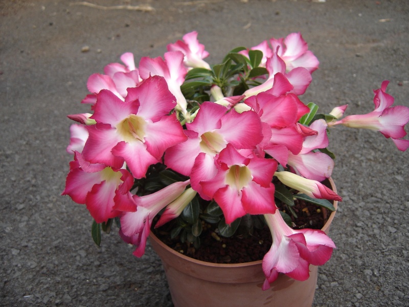 Culture de l'adenium Adeniu11