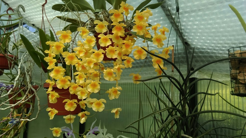 Dendrobium lindleyi Imag1120