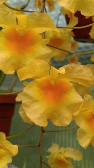 Dendrobium lindleyi Imag1121