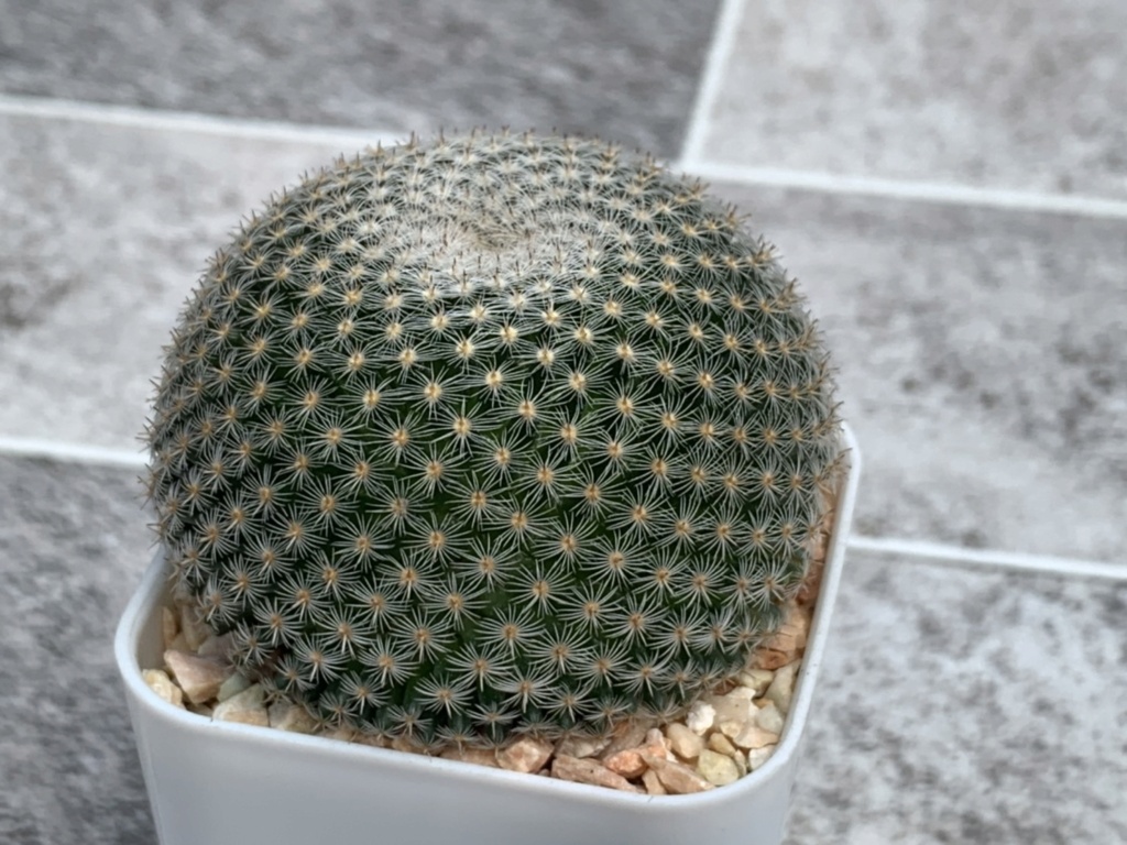 please help to identify my new Mammillaria S_160810