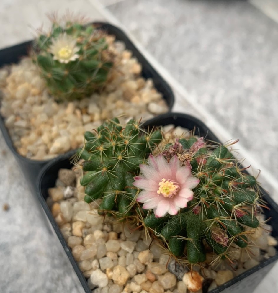 please help to identify my new Mammillaria S_169313