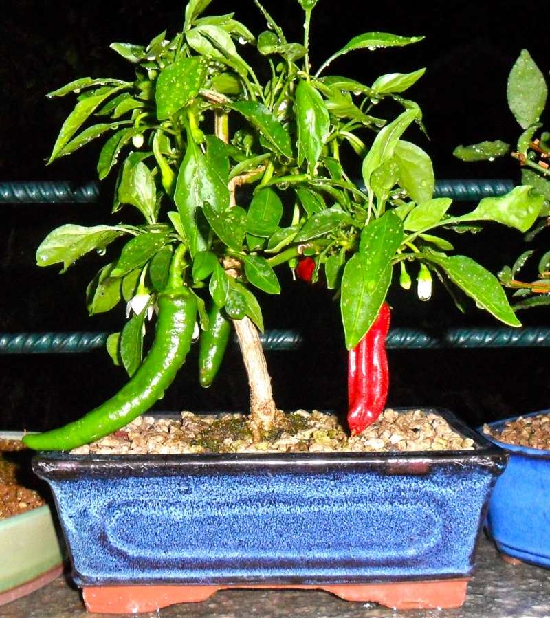 vi piace coltivare i peperoncini? - Pagina 2 Sam_3015