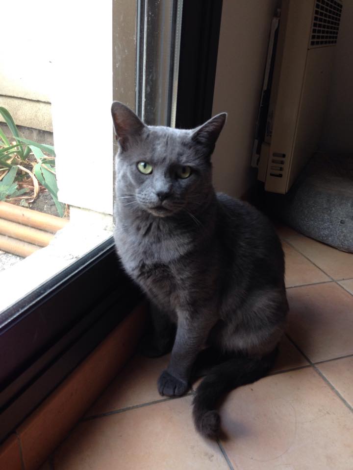 Olaf, gentil chat type chartreux 11846110