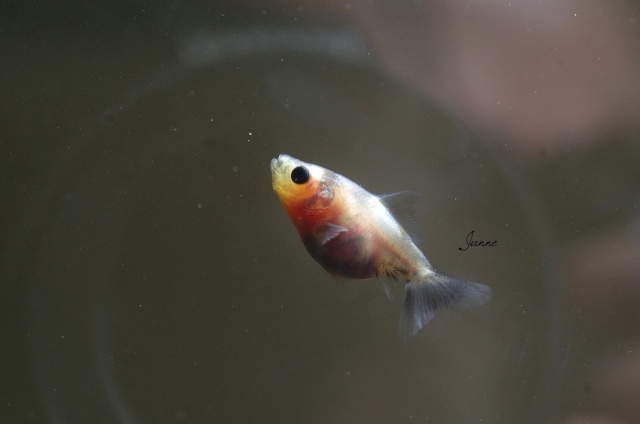 Reproduction de mes poissons japonais en bassin Imgp1324