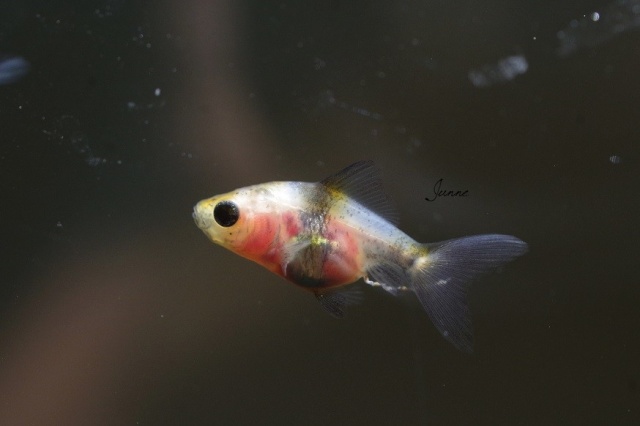 Reproduction de mes poissons japonais en bassin Imgp1421