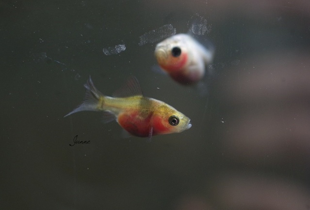 Reproduction de mes poissons japonais en bassin Imgp1423