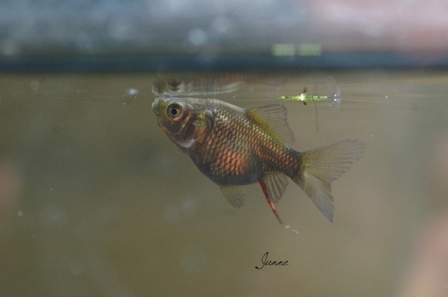 Reproduction de mes poissons japonais en bassin Imgp1433
