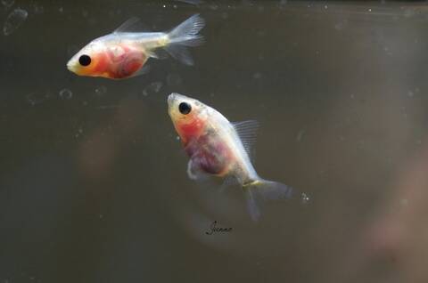 Reproduction de mes poissons japonais en bassin