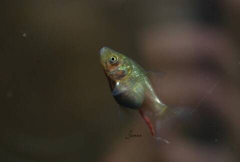 Reproduction De Mes Poissons Japonais En Bassin