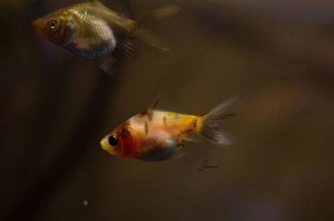 Reproduction De Mes Poissons Japonais En Bassin
