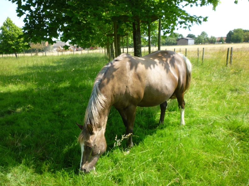 DONOMA - ONC Poney née en 2005 - adoptée en juillet 2014 par fandecox - Page 4 P1120213