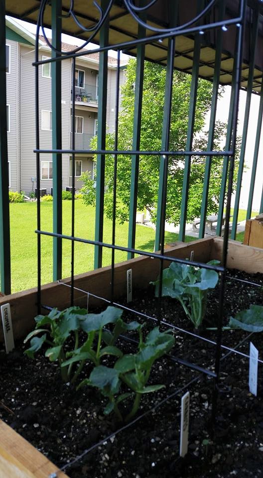 First SQF garden on balcony.... 110