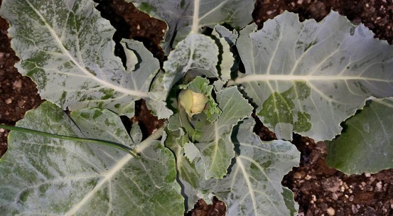 First SQF garden on balcony.... Caulif10