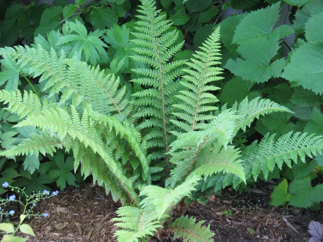 Fougère Polystichum braunii Img_9846