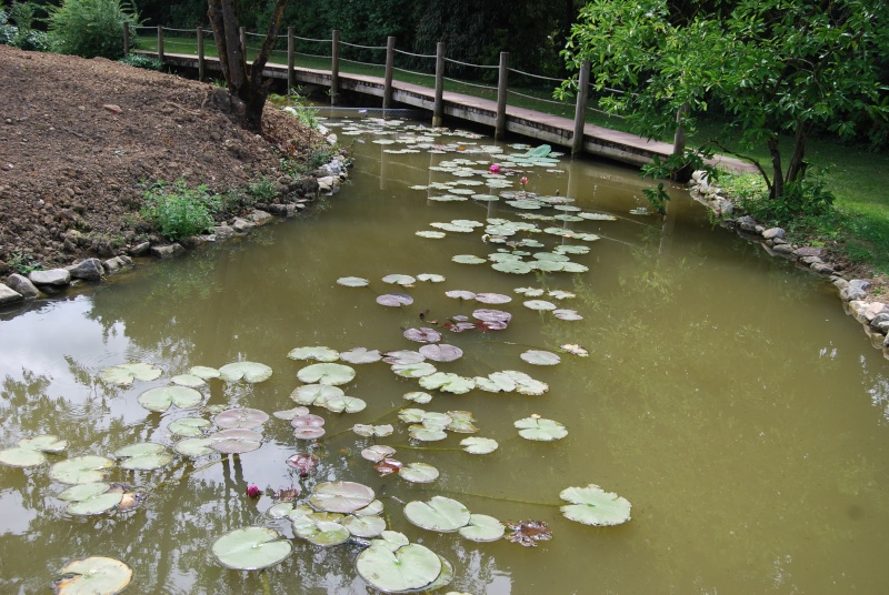 Visite de parcs, jardins aquatiques et professionnels du bassin  Dsc_6917
