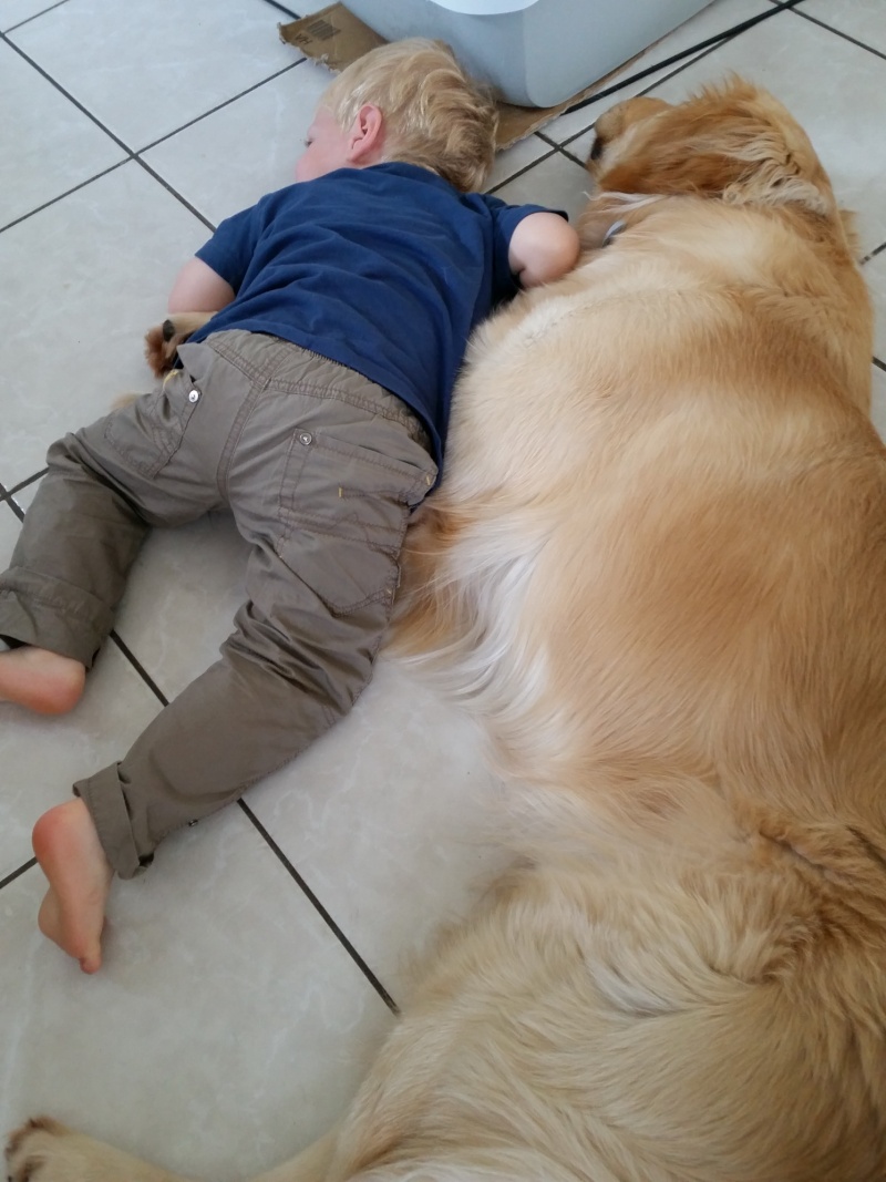 golden - Les aventures d'Icare, Golden retriever  - Page 16 20150611