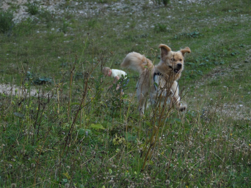 Les aventures d'Icare, Golden retriever  - Page 17 Sam_1710