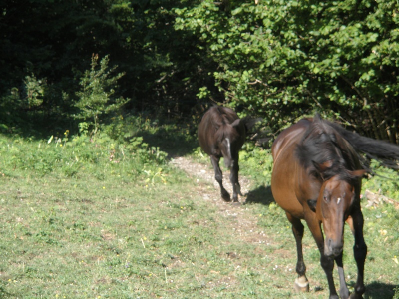 HAVANE - OI poney  née en 1995 - adoptée en mars 2014 par dona carlota P7120010