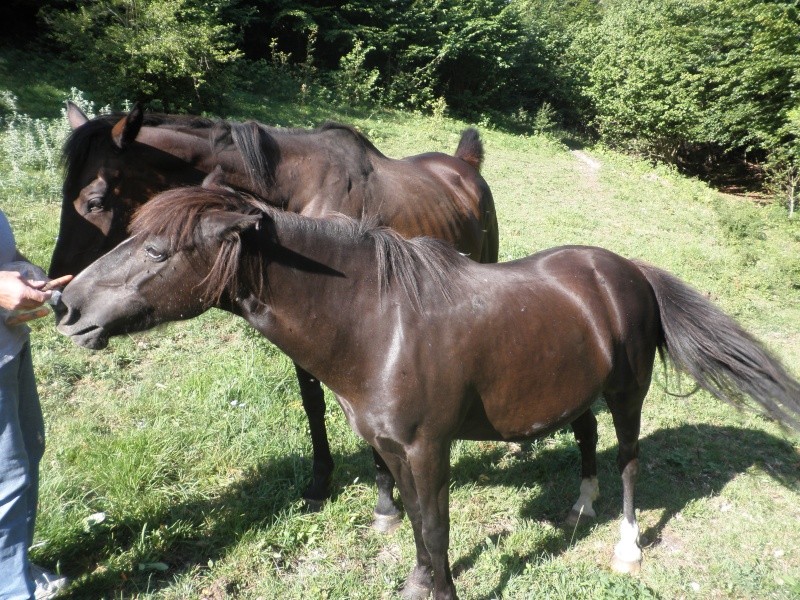 HAVANE - OI poney  née en 1995 - adoptée en mars 2014 par dona carlota P7120011