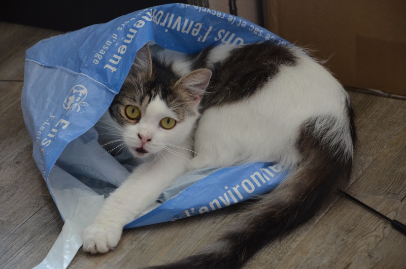 Concours photo du mois de Juin "Vos chats et les sachets plastiques" 1010