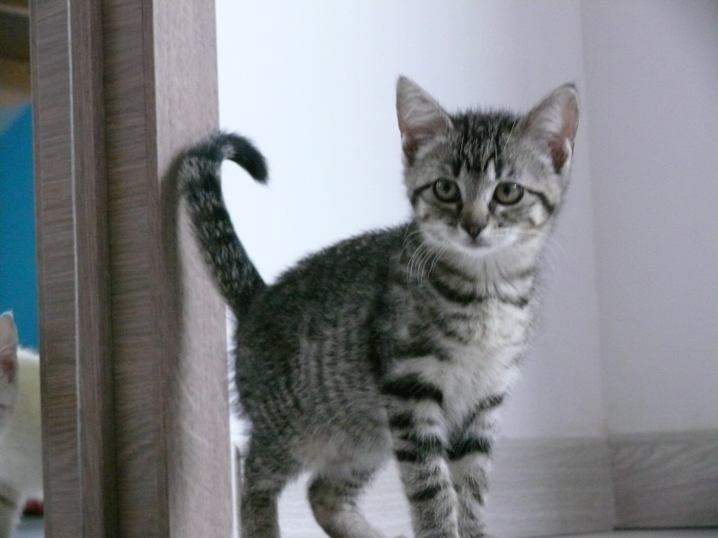 L-Kitty, femelle, 04.2015, Tigrée L-kitt13