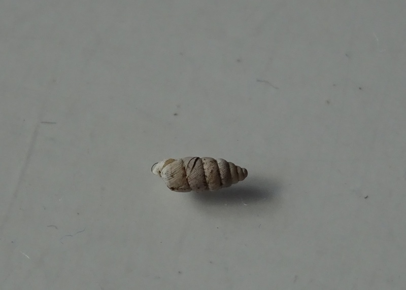 Granopupa granum (Draparnaud, 1801) Dsc00825