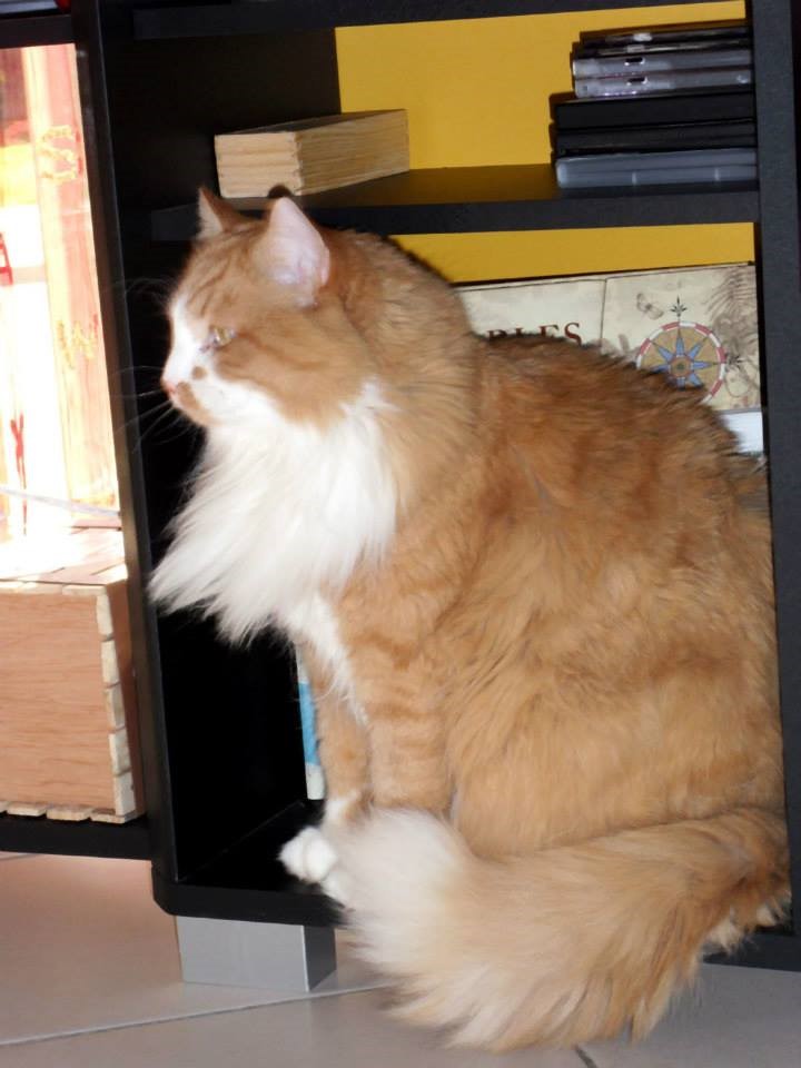 GARFIELD - GARFIELD FIV+ FELV+ (Abpca) Garfie16