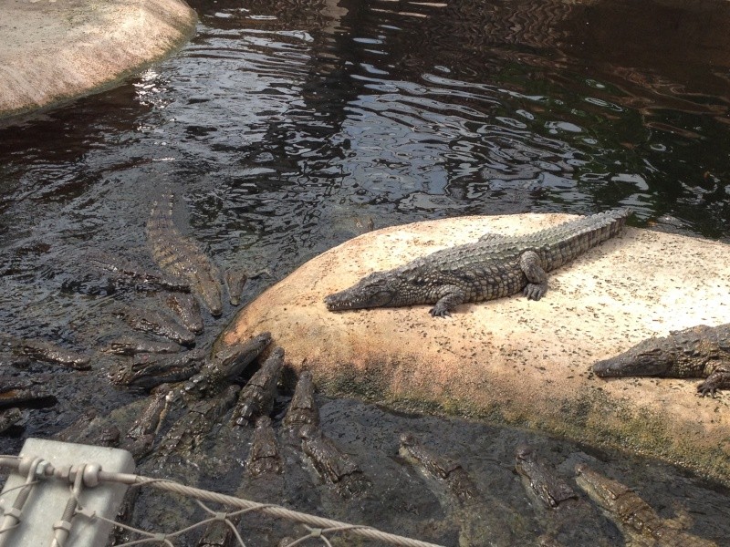 La planète des crocodiles Img_1611